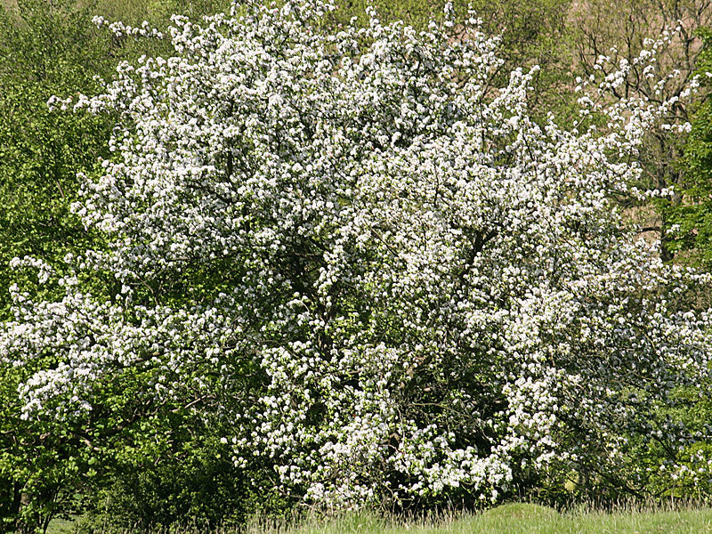 Crab Apple