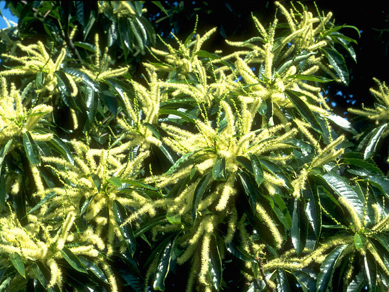 Sweet Chestnut