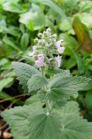 Catnip Tincture (organic)
