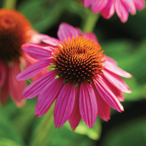 Echinacea Tincture (organic)
