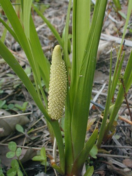 Sweet Flag Root (organic)