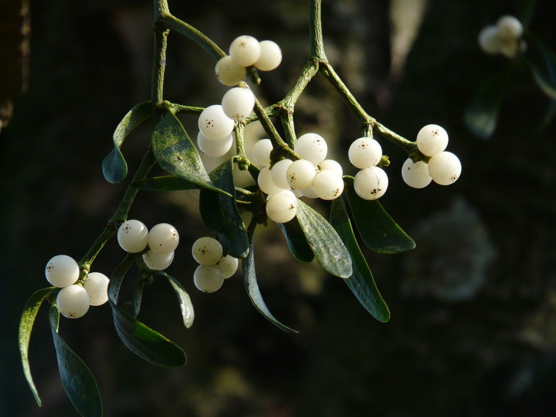 Mistletoe Herb Tincture