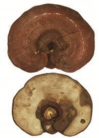Reishi Mushroom Dual Extract Tincture (Ling zhi)