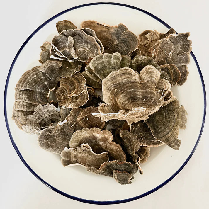 Turkey Tail Mushroom (wild, dried)