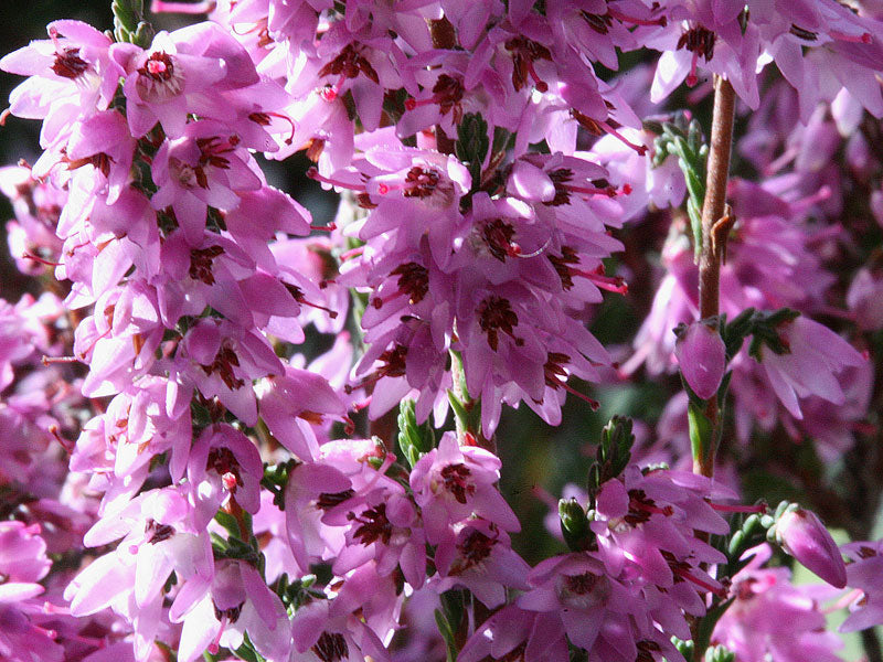 Heather
