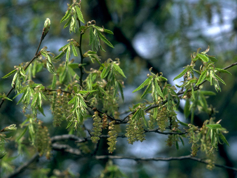 Hornbeam